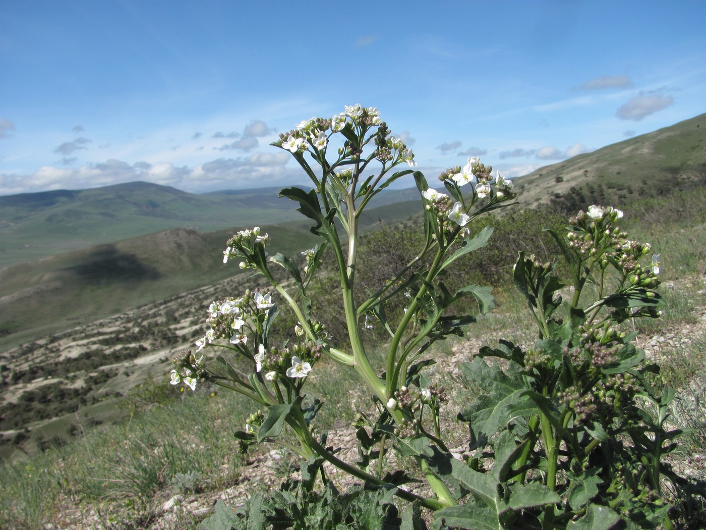 Изображение особи Crambe gibberosa.