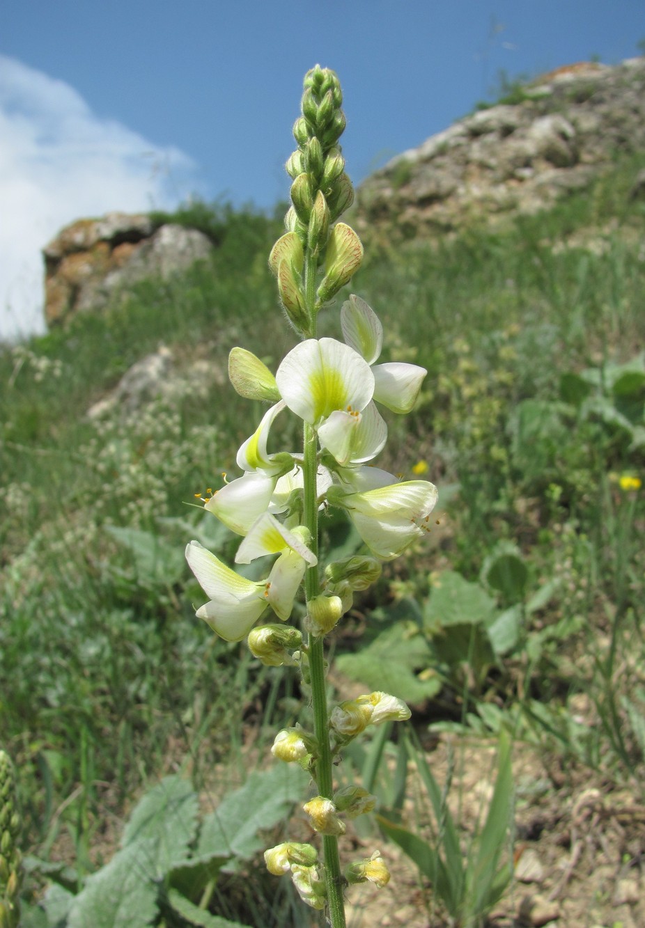 Изображение особи Onobrychis bobrovii.