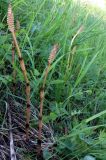 Equisetum arvense