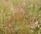 Festuca rubra. Плодоносящие растения. Тверская обл., Весьегонский р-н, с. Чистая Дуброва, низкотравный луг. 11 июля 2020 г.