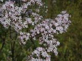 Valeriana transjenisensis