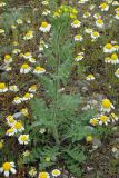 Sisymbrium loeselii. Зацветающее растение. Калмыкия, Чёрноземельский район. 24.04.2010.