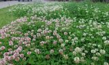 Trifolium repens