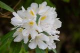 Rhododendron caucasicum