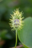 Passiflora foetida