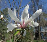 Magnolia zenii. Цветок ('Pink Parchment'). Московская обл., Щёлковский р-н, в культуре. 27.04.2023.