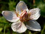 Parnassia palustris