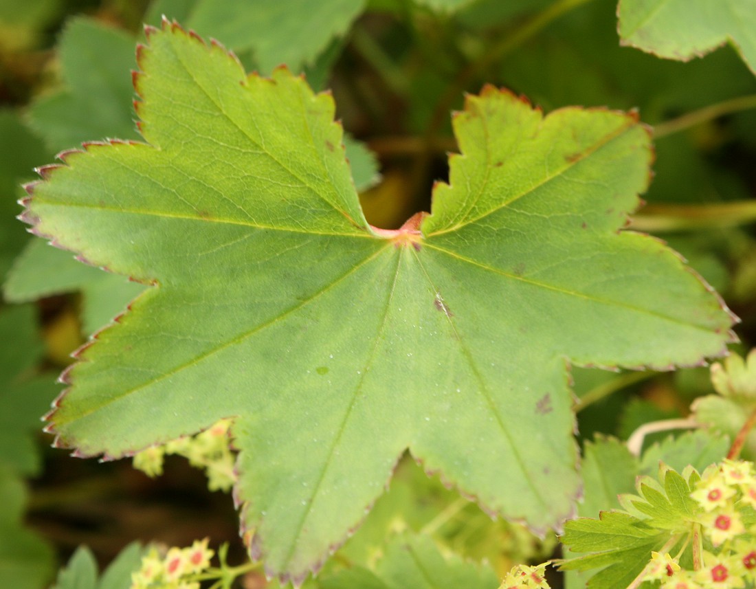 Image of Alchemilla murbeckiana specimen.