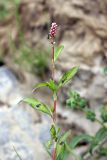 Persicaria × lenticularis. Верхушка расцветающего растения. Южный Казахстан, Верхний Боролдай, каменистая коса на реке. 29.06.2011.