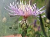 род Centaurea