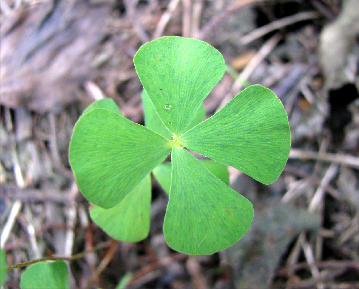 Изображение особи Marsilea quadrifolia.