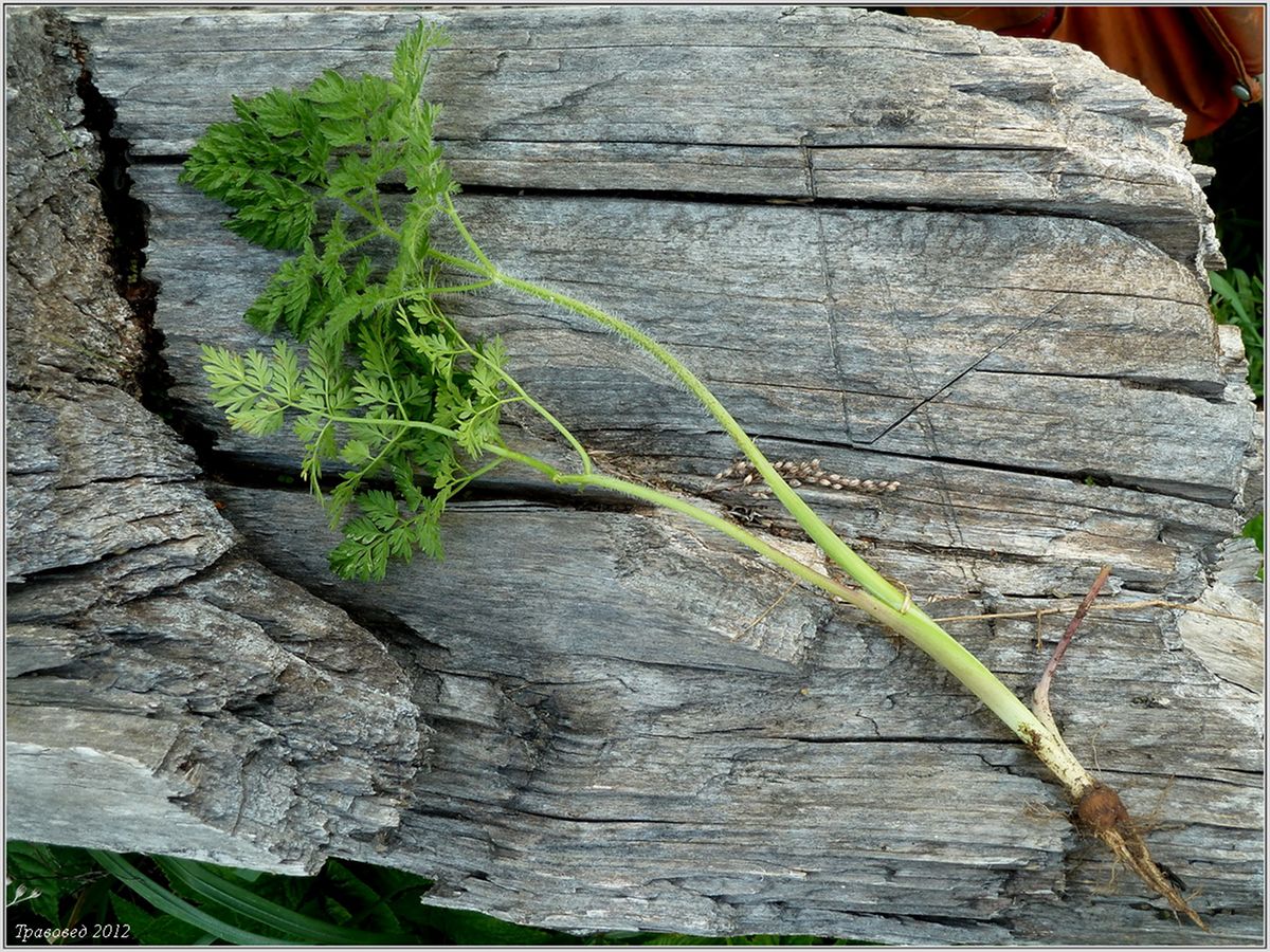 Изображение особи Chaerophyllum bulbosum.