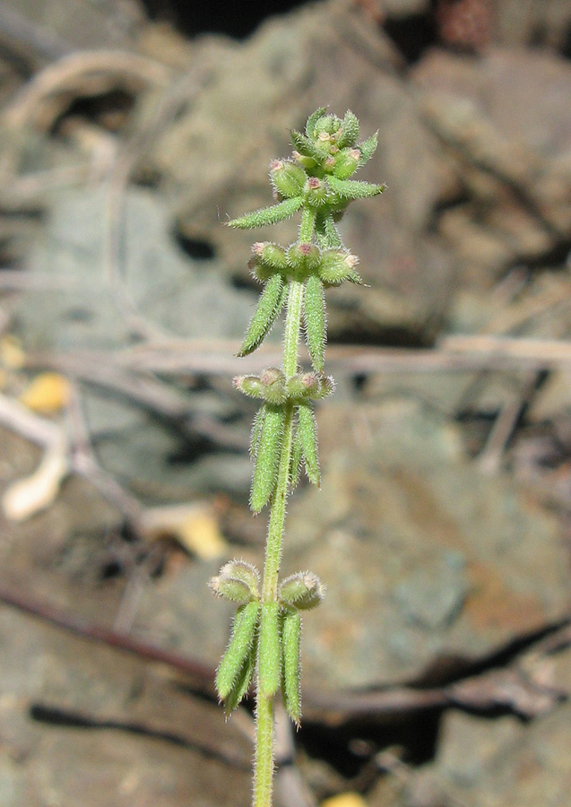 Изображение особи Galium verticillatum.