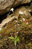 Pinguicula alpina. Цветущее растение. Архангельская обл., Пинежский р-н, окр. Пинежского заповедника, на замоховелом обнажении горной породы в карстовом логу. 21.06.2013.