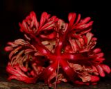 Hibiscus schizopetalus