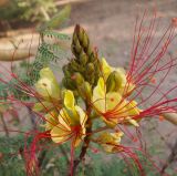 Caesalpinia gilliesii