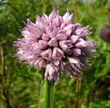 Allium spirale