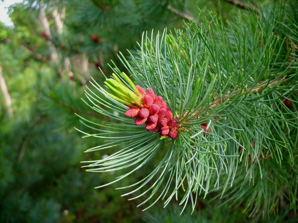 Image of Pinus pumila specimen.