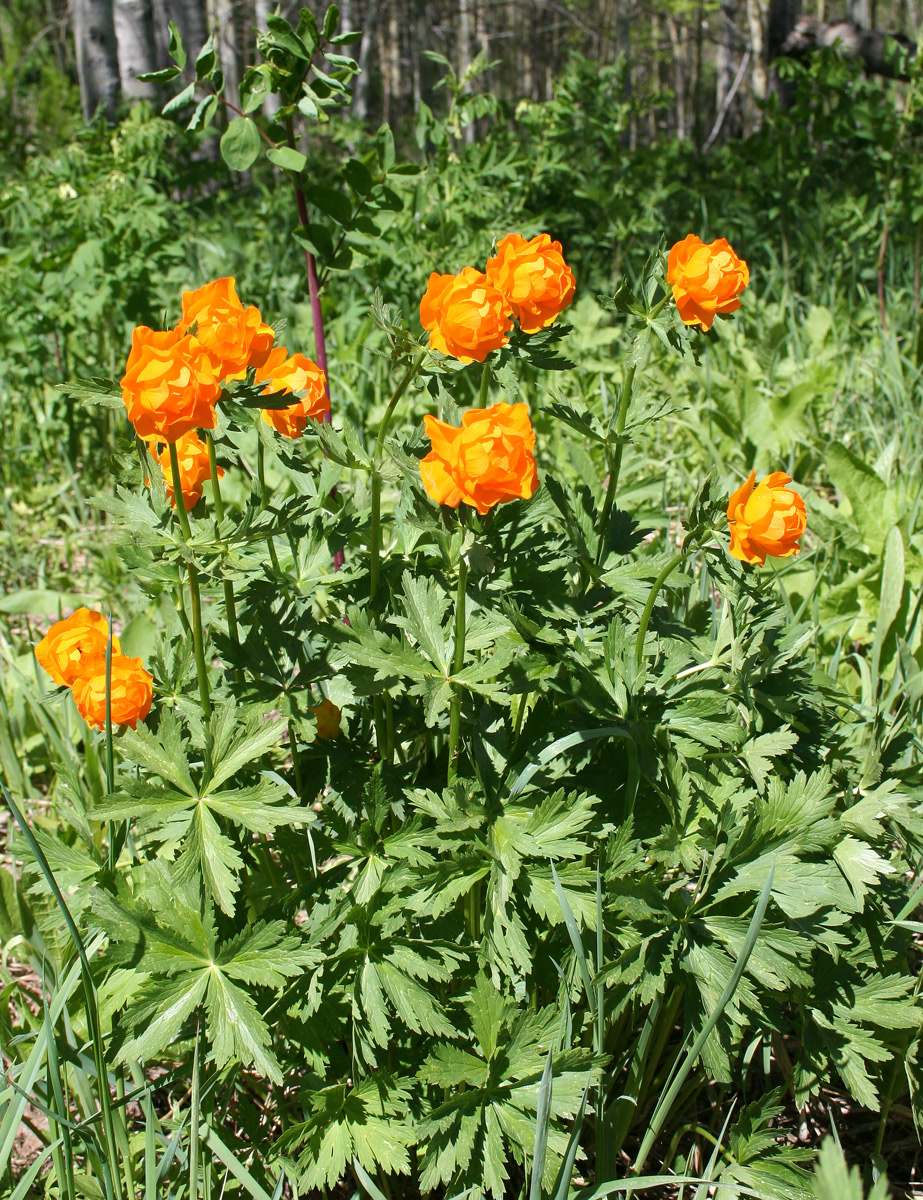 Изображение особи Trollius altaicus.