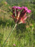 Dianthus capitatus. Верхушка побега с соцветием. Краснодарский край, Абинский р-н, хр. Грузинка, склон горы Грузинка. 05.06.2014.