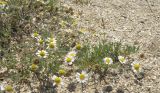 Anthemis ruthenica