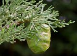 Cupressus torulosa