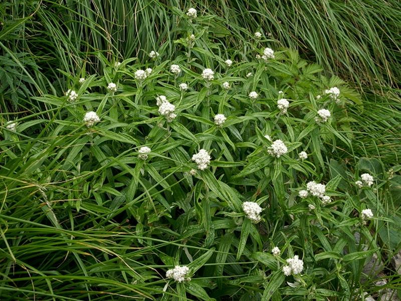 Изображение особи Anaphalis margaritacea.