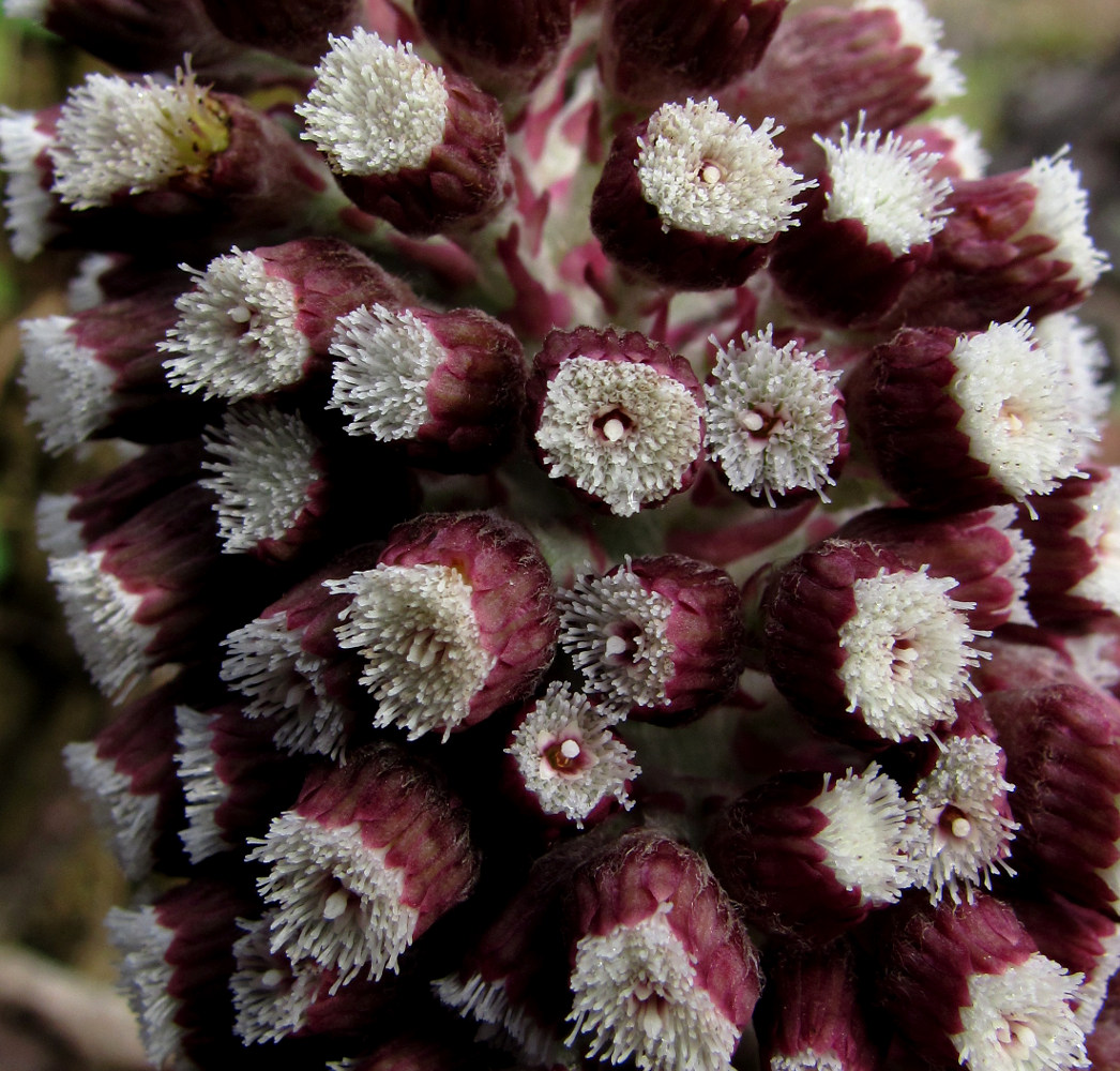 Изображение особи Petasites hybridus.