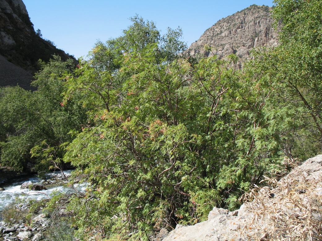 Изображение особи Sorbus tianschanica.