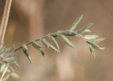 Oxytropis pilosa