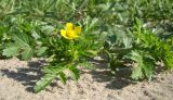 Potentilla supina