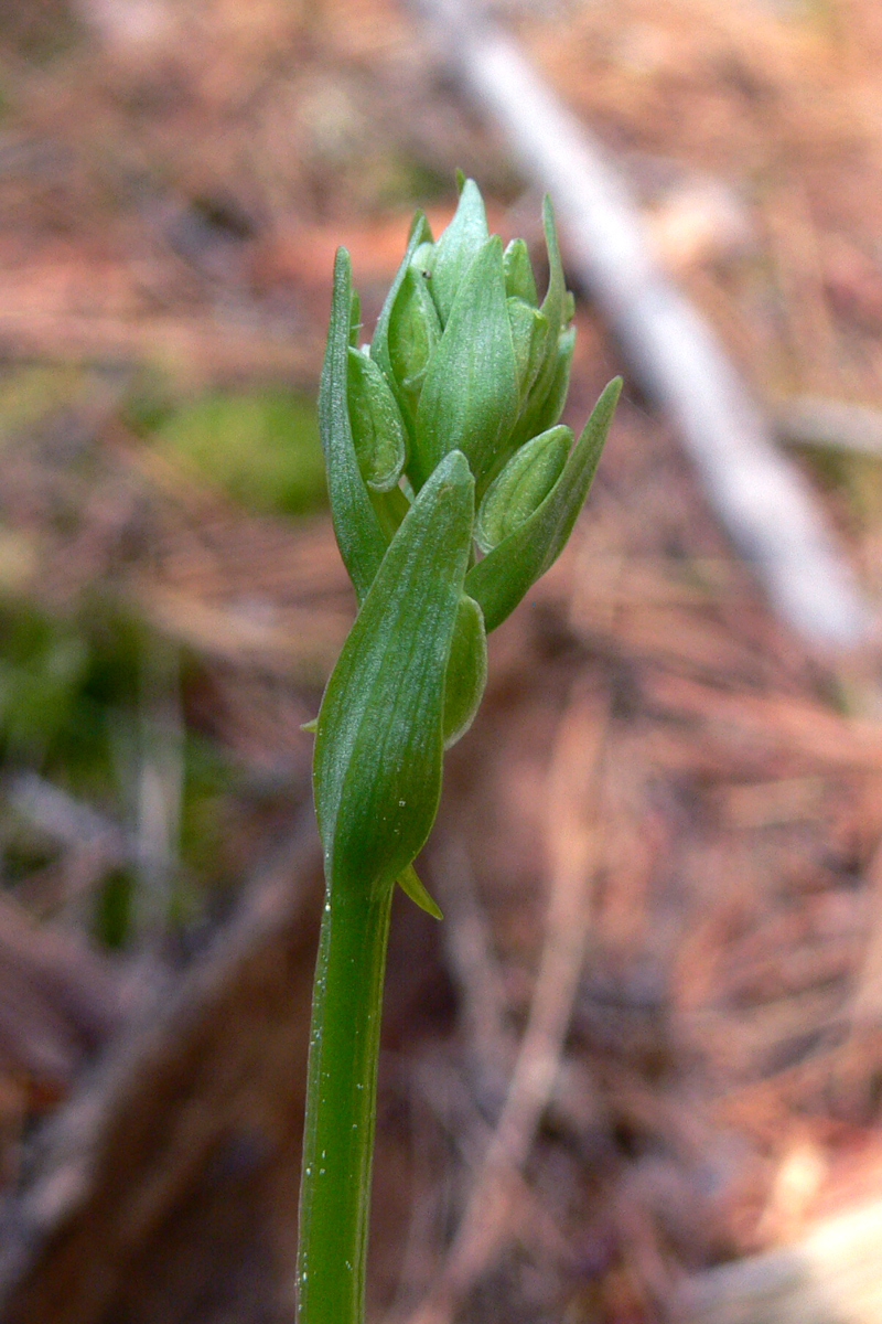 Изображение особи Platanthera bifolia.