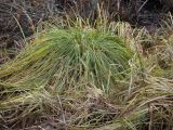 Carex paniculata