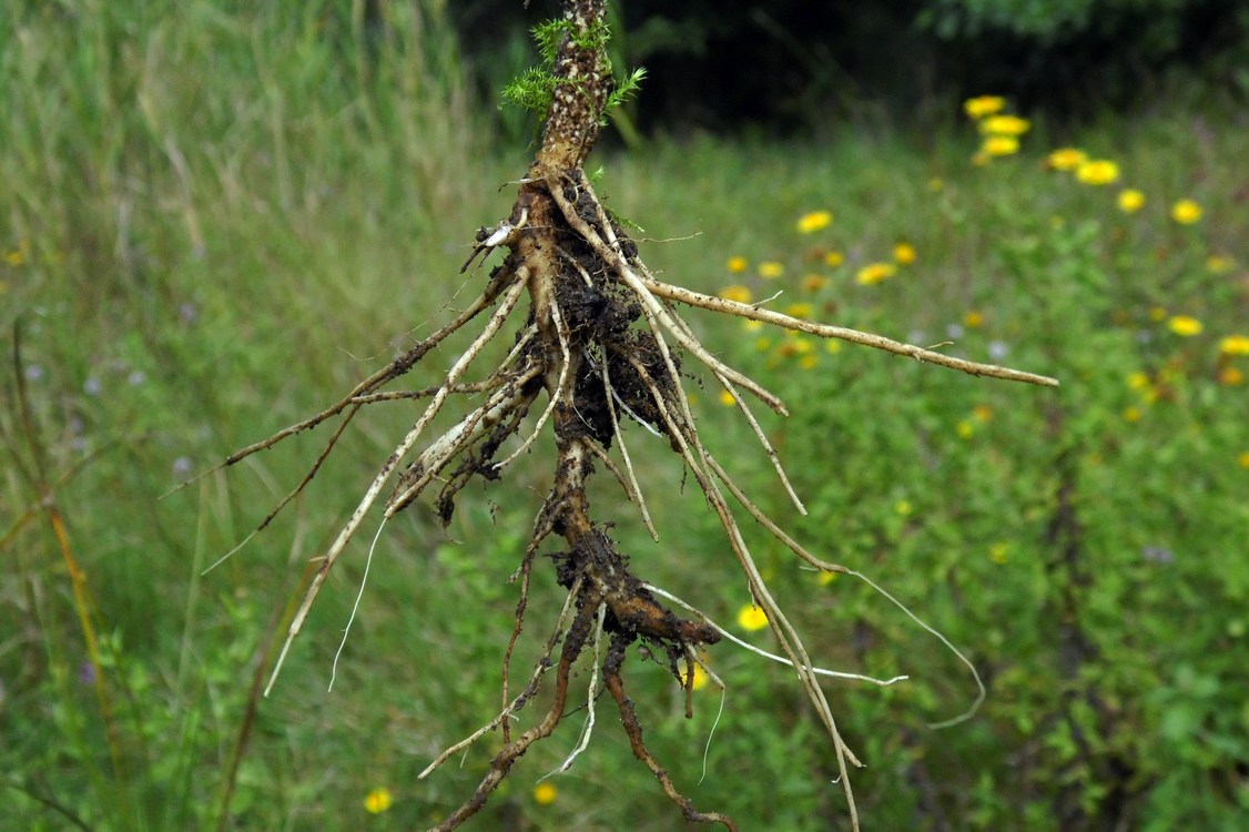 Изображение особи Pulicaria dysenterica.