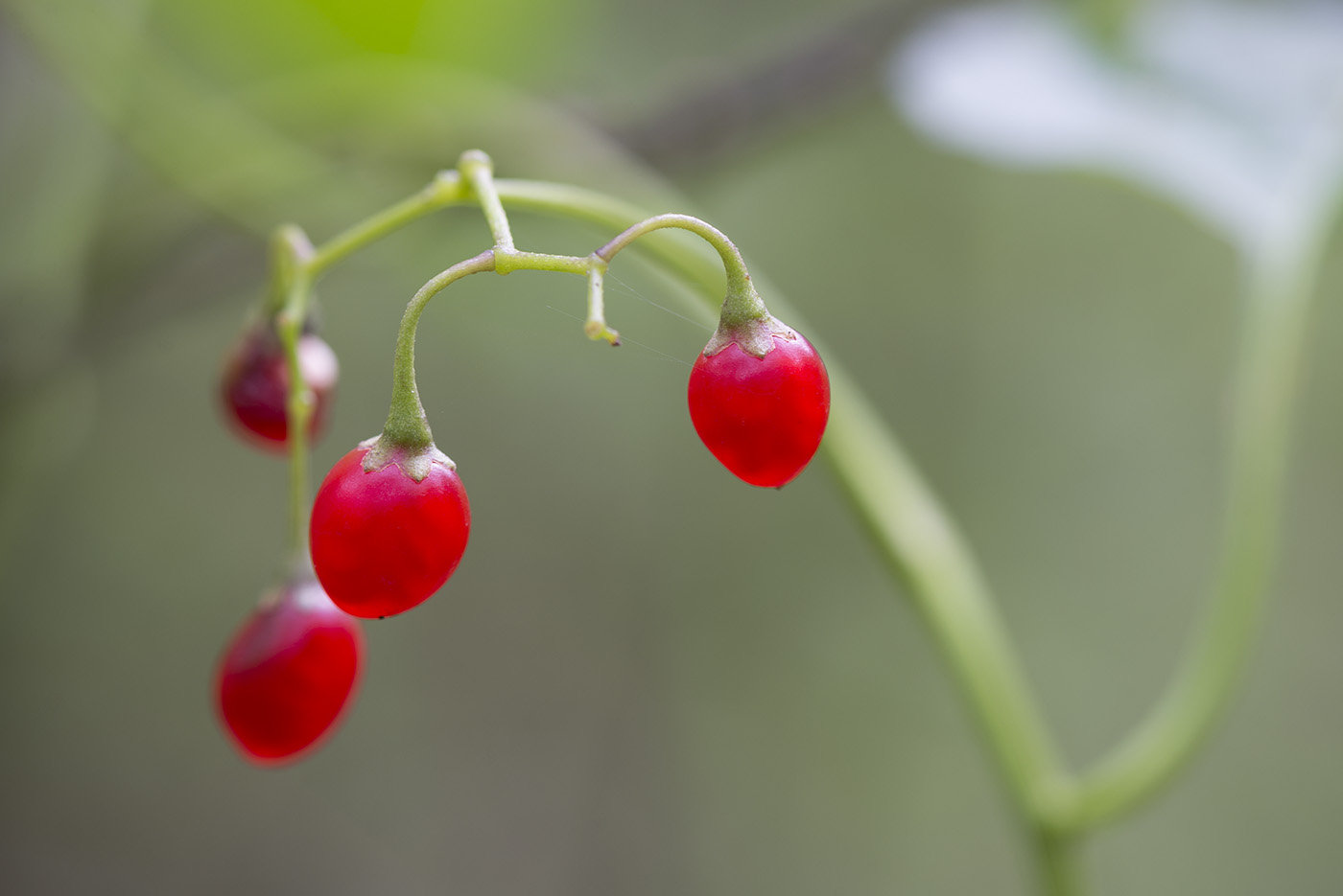 Изображение особи Solanum dulcamara.