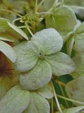 Hydrangea arborescens. Лепестки стерильного цветка. Марий Эл, г. Йошкар-Ола, в культуре. 11.10.2016.