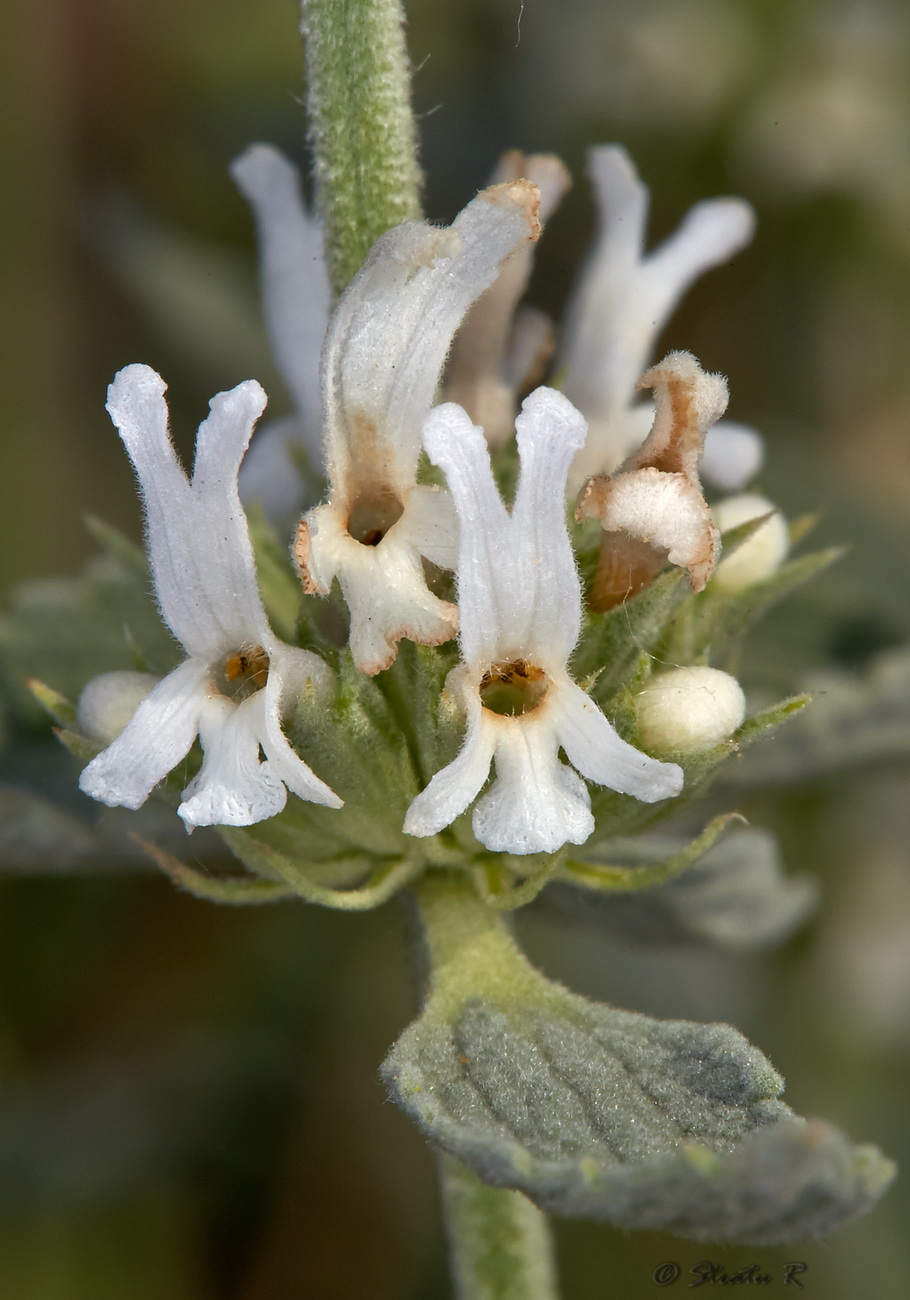 Изображение особи Marrubium peregrinum.