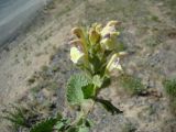 Scutellaria cordifrons