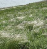 Stipa lessingiana