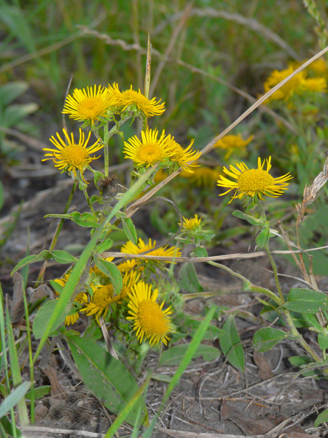 Изображение особи Inula britannica.