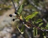 Amelanchier ovalis. Часть ветви с плодами. Крым, городской округ Ялта, Ай-Петринская яйла, обрывистый каменистый склон. 14.08.2017.