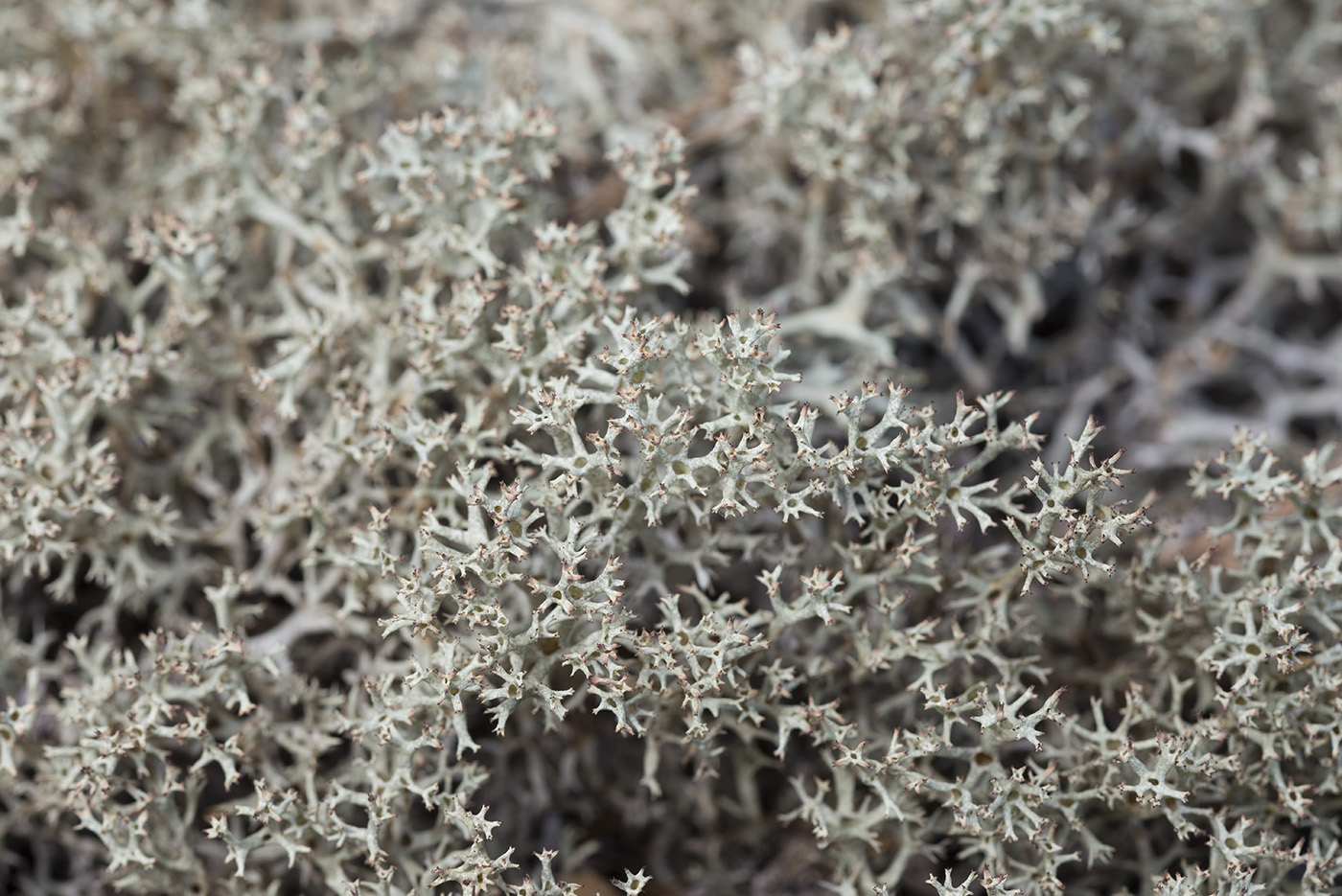 Изображение особи Cladonia uncialis.