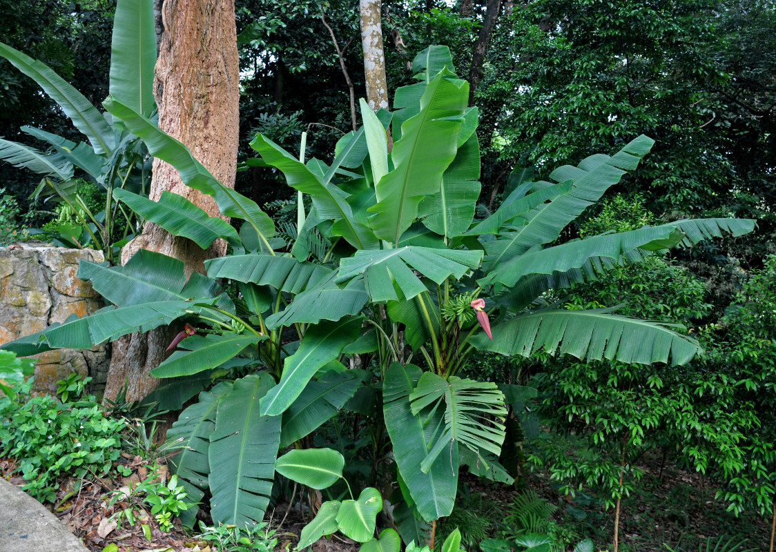 Изображение особи Musa acuminata.