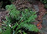 Blechnum finlaysonianum. Вегетирующее растение. Малайзия, штат Саравак, национальный парк Бако; о-в Калимантан, влажный тропический лес. 10.05.2017.
