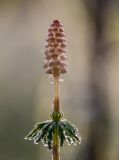 Equisetum sylvaticum