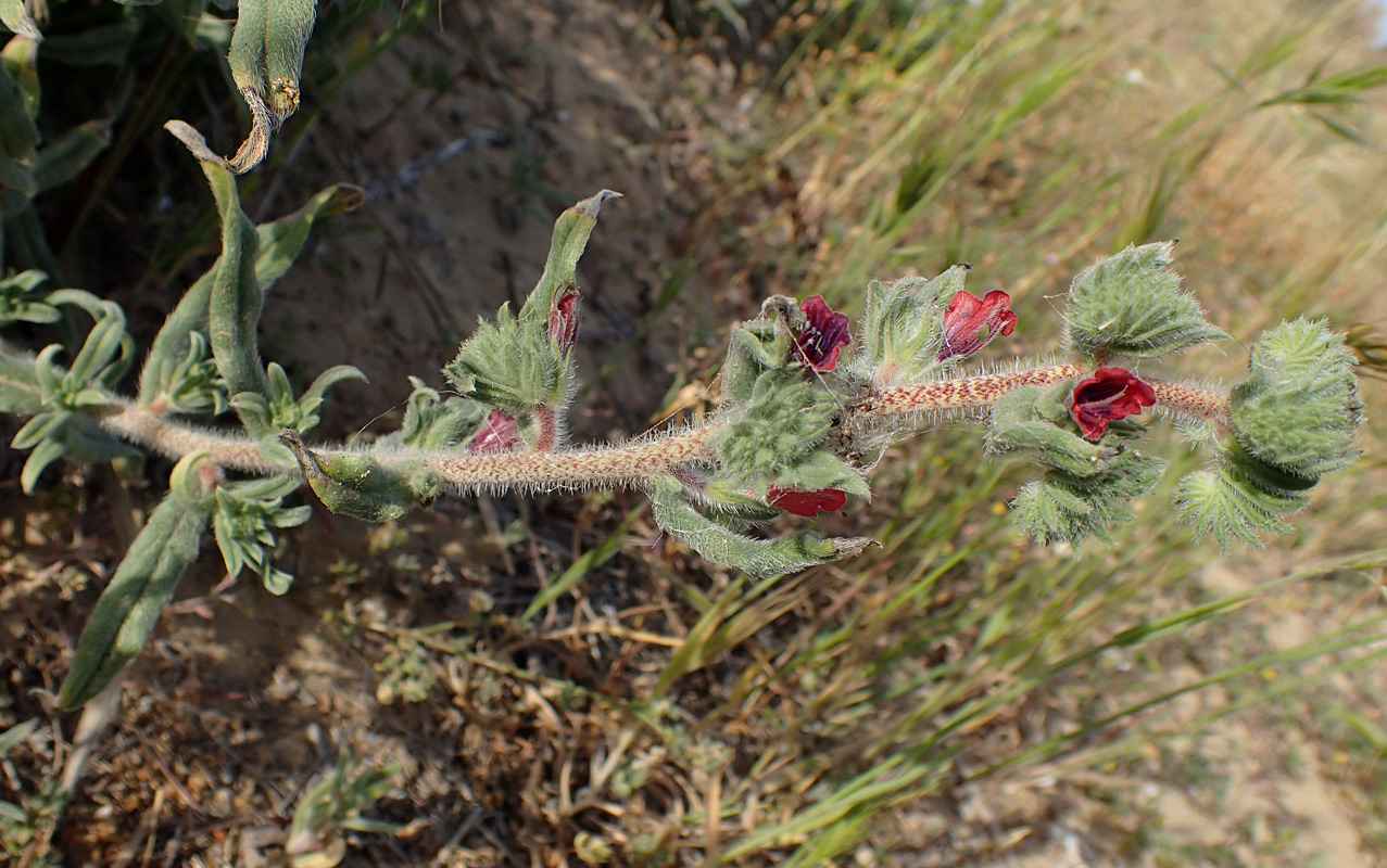 Изображение особи Echium angustifolium.