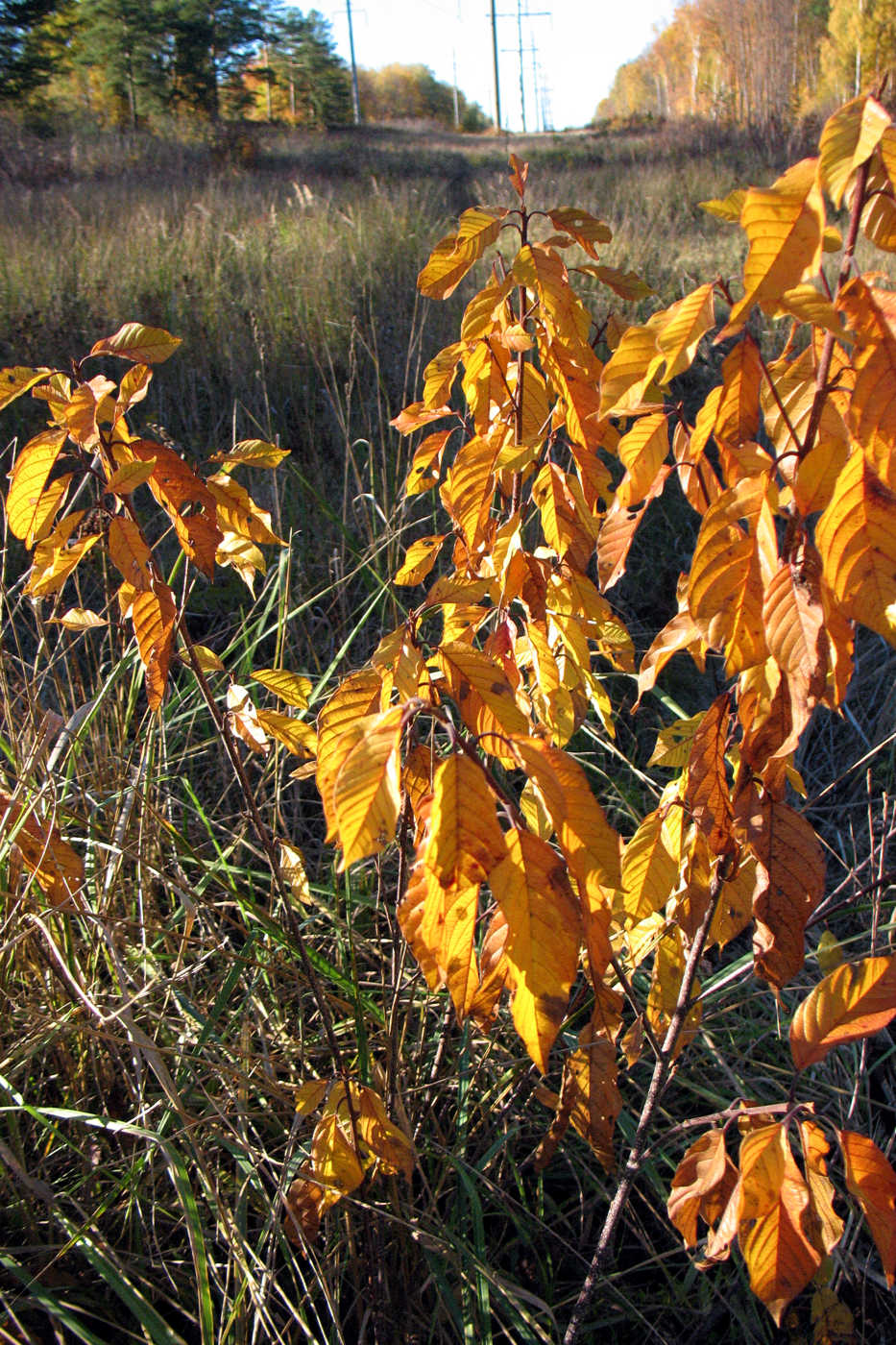 Изображение особи Frangula alnus.