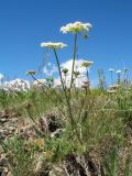 Schtschurowskia meifolia