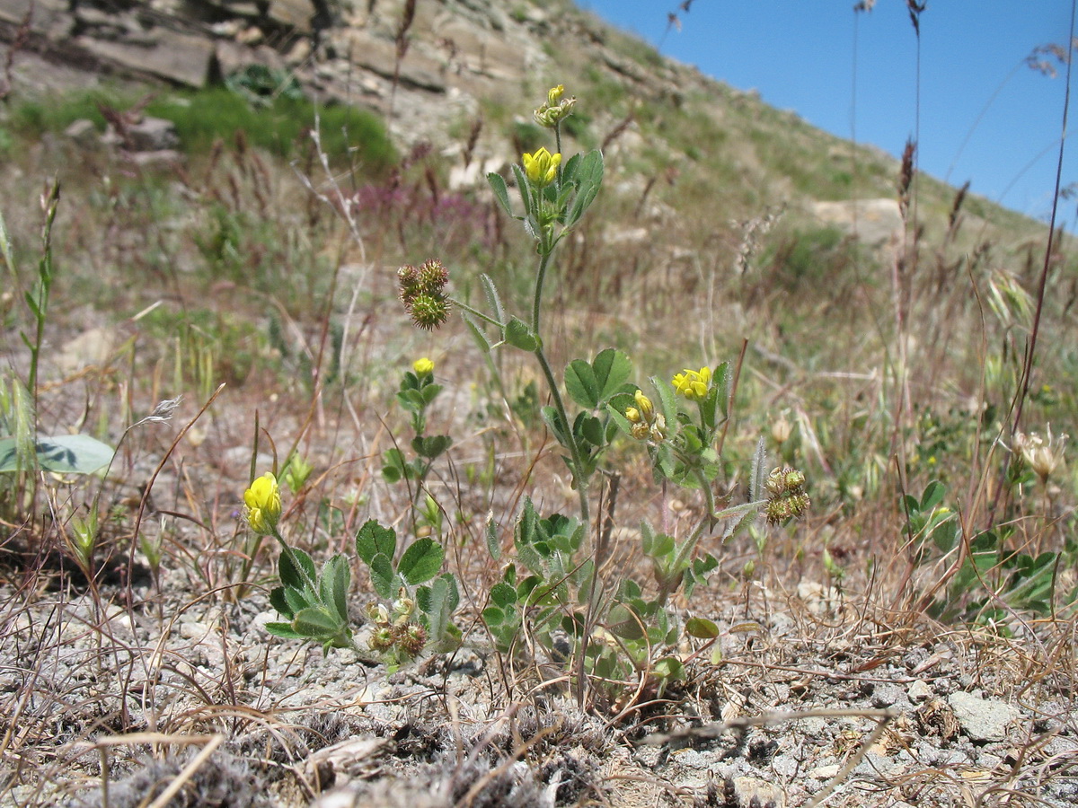 Изображение особи Medicago minima.