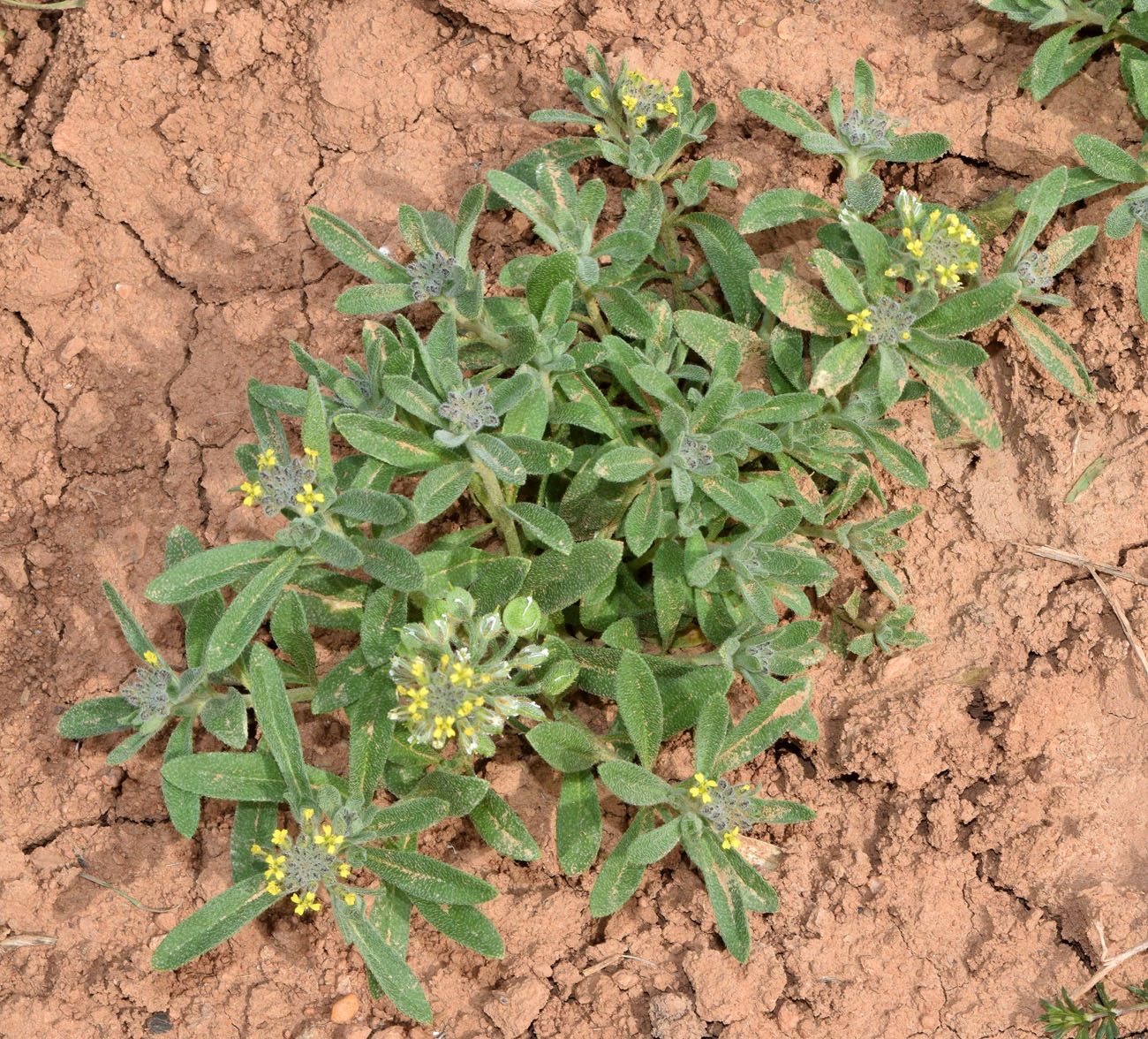 Image of Alyssum alyssoides specimen.